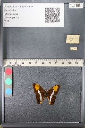 Media type: image;   Entomology 145441